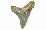 Serrated Angustidens Tooth - Megalodon Ancestor #370060-1